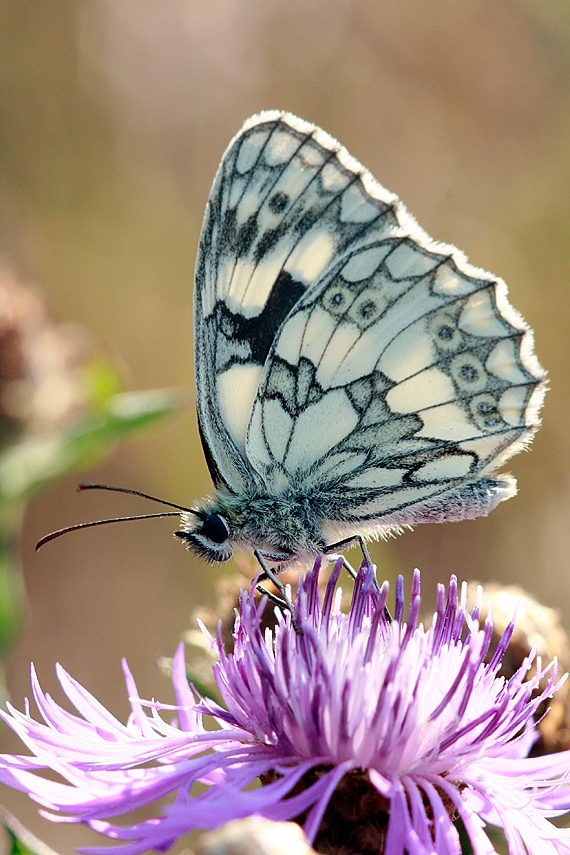 Motyl polowiec szachownica to kolejny motyl, którego deseń na skrzydłach mniej lub bardziej przypomina kraciastą strukturę.