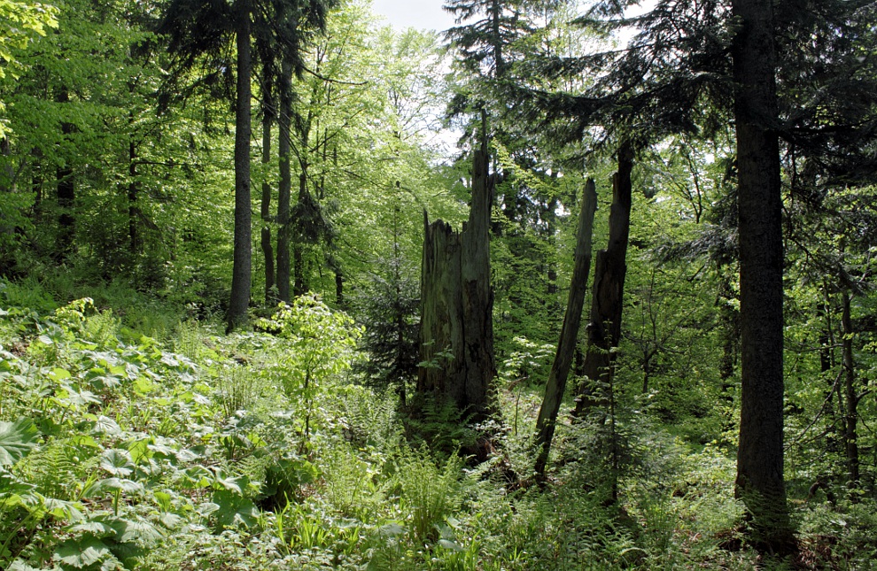 Częsty widok w Puszczy Karpackiej to pnie obumarłych ze starości drzew.